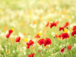 关于云服务器2012R2无法安装.NET Framework 3.5的解决办法